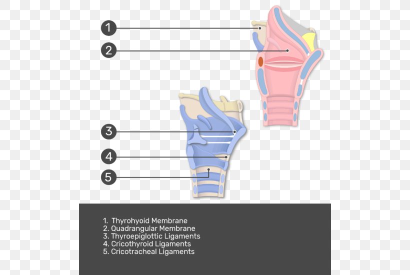 Thyroepiglottic Ligament Larynx Anatomy Hyoepiglottic Ligament, PNG, 504x550px, Watercolor, Cartoon, Flower, Frame, Heart Download Free