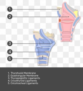 Thyroepiglottic Ligament Anatomy Larynx Joint, PNG, 504x550px ...