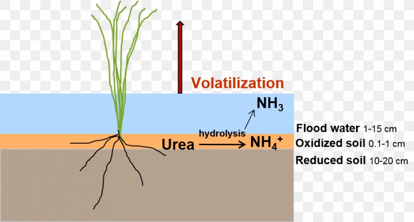 Volatilisation Soil Ammonia Volatilization From Urea Nitrogen, PNG, 914x491px, Soil, Ammonia, Brand, Commodity, Denitrification Download Free