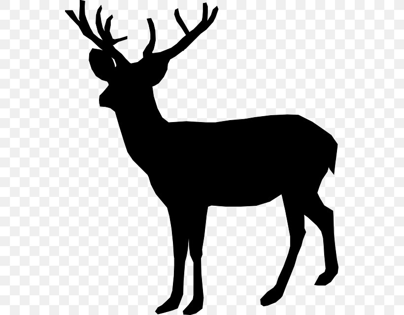 White-tailed Deer Reindeer Deer Hunting Clip Art, PNG, 555x640px, Deer, Antelope, Antler, Blacktailed Deer, Coloring Book Download Free