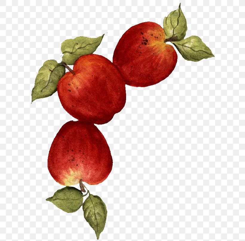Apple Fruit Drawing Food, PNG, 629x805px, Apple, Accessory Fruit, Branch, Canvas Print, Decoupage Download Free