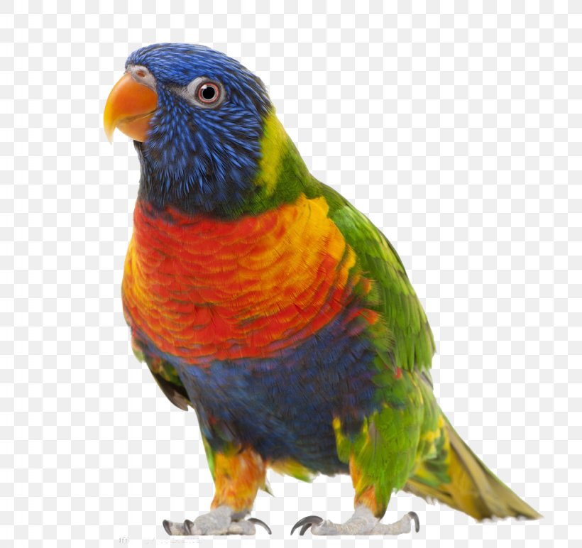 Bird True Parrot Clip Art, PNG, 1024x965px, Bird, Beak, Common Pet Parakeet, Display Resolution, Drawing Download Free