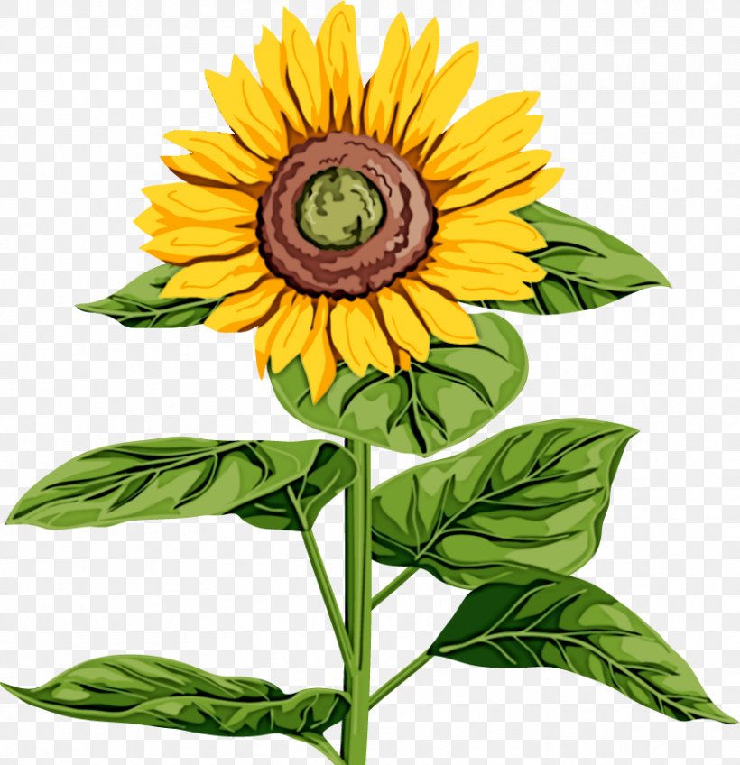Common Sunflower Plant Stem Leaf Sunflower Seed, PNG, 858x888px, Common Sunflower, Annual Plant, Cut Flowers, Daisy Family, Flower Download Free