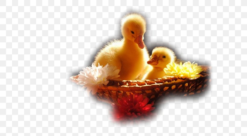 Ducklings Desktop Wallpaper Cute Animals, PNG, 600x450px, 4k Resolution, Duck, Android, Beak, Bird Download Free
