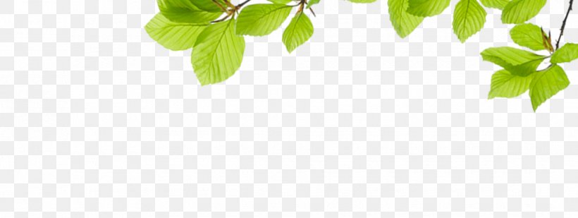 Green Leaf Pattern, PNG, 1070x404px, Green, Branch, Flora, Grass, Leaf Download Free