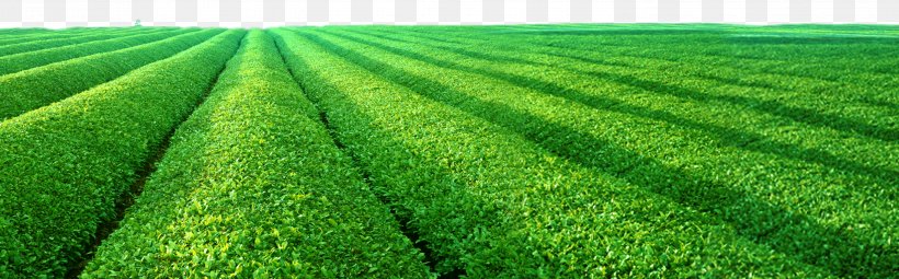 Green Tea Chayuanxiang Hubei Tea Processing, PNG, 2953x921px, Tea, Advertising, Agriculture, Artificial Turf, Chawan Download Free