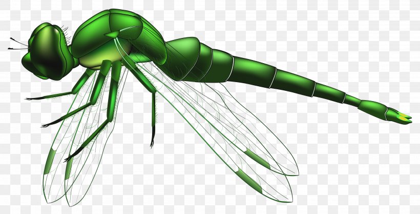 Insect Dragonfly Clip Art, PNG, 4000x2035px, Insect, Arthropod, Beneficial Insects, Document, Dragonfly Download Free