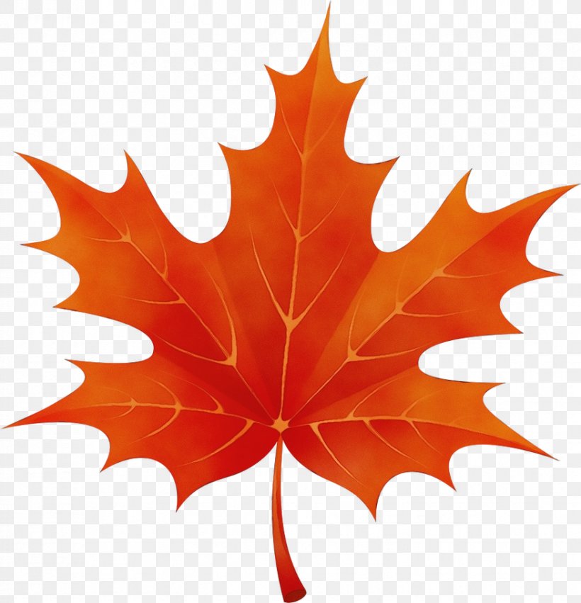 Maple Leaf, PNG, 877x911px, Watercolor, Black Maple, Deciduous, Flowering Plant, Leaf Download Free