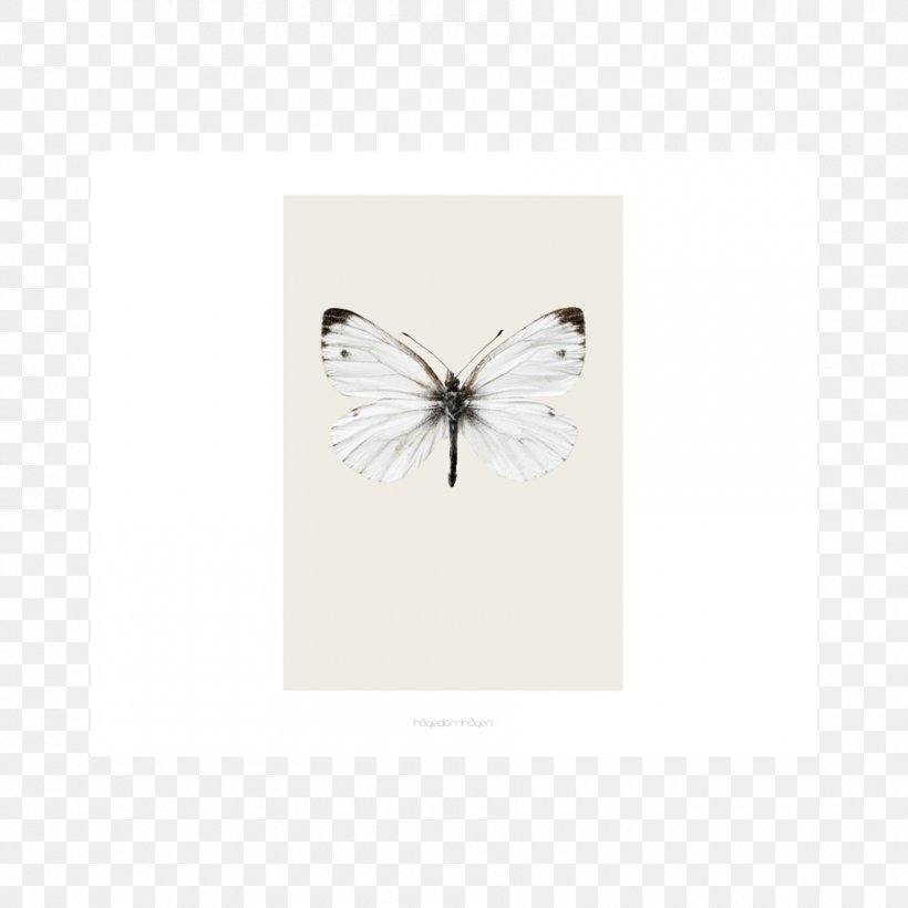 Rectangle, PNG, 900x900px, Rectangle, Arthropod, Butterfly, Insect, Invertebrate Download Free