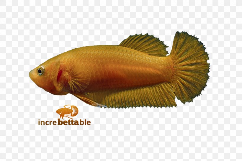 Siamese Fighting Fish Red Yellow Betta, PNG, 1000x667px, Siamese Fighting Fish, Betta, Fauna, Fish, Orange Download Free