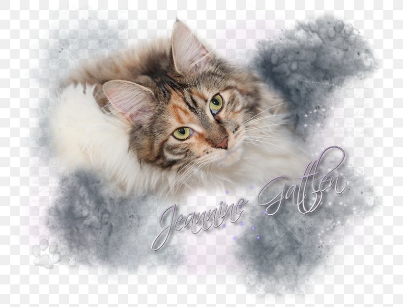 Whiskers Norwegian Forest Cat Maine Coon Kitten Siberian Cat, PNG, 814x626px, Whiskers, Carnivoran, Cat, Cat Like Mammal, Computer Download Free