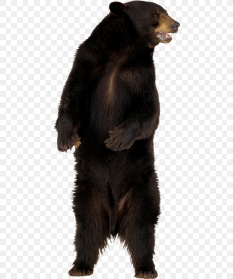 American Black Bear Polar Bear Clip Art, PNG, 449x980px, Bear, American Black Bear, Brown Bear, Carnivoran, Fur Download Free