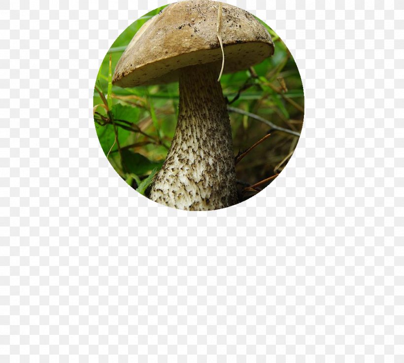 Edible Mushroom Tree, PNG, 1001x900px, Edible Mushroom, Grass, Mushroom, Tree Download Free