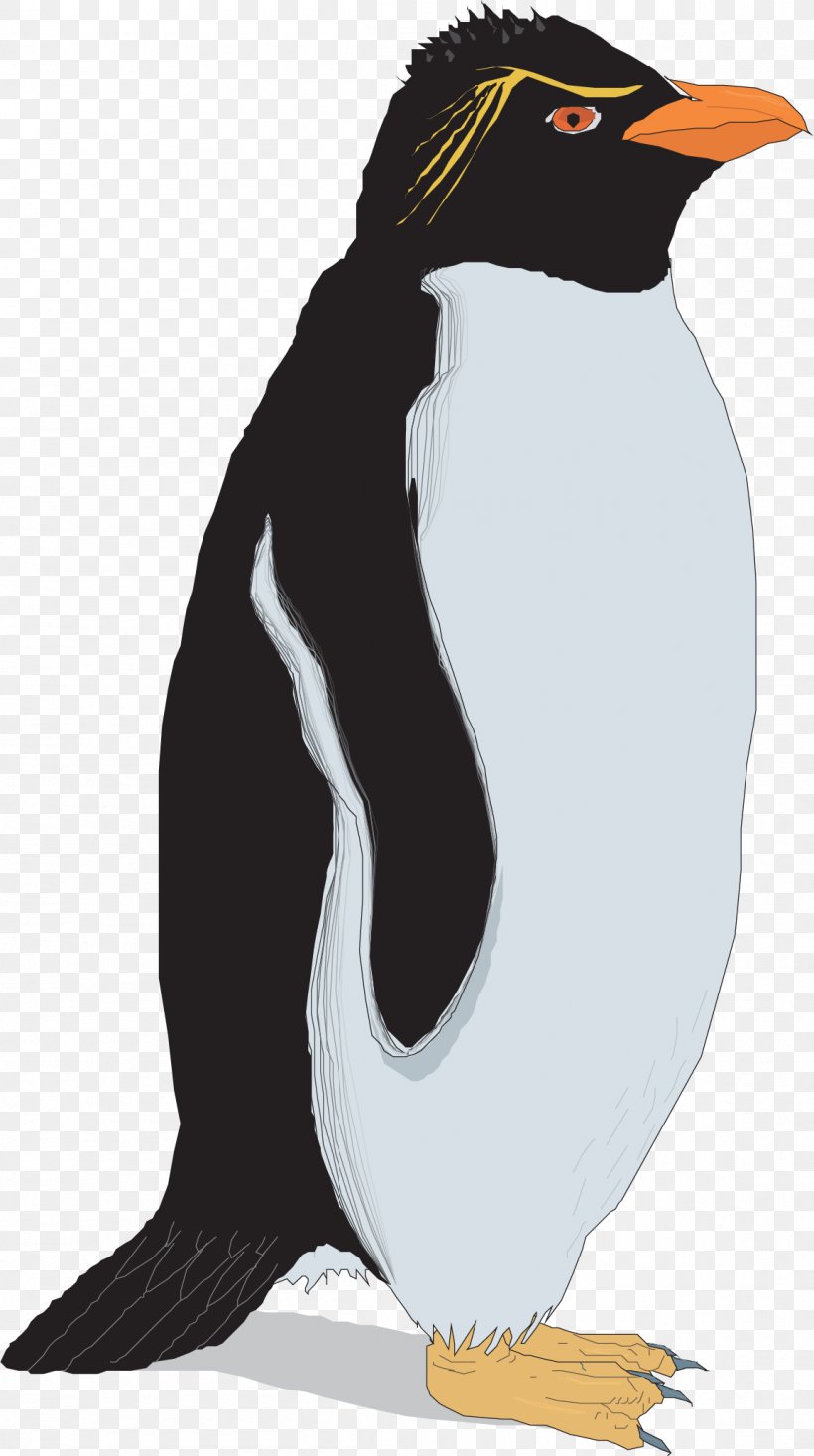 Rockhopper Penguin Clip Art, PNG, 1153x2064px, Penguin, Beak, Bird, Emperor Penguin, Fauna Download Free