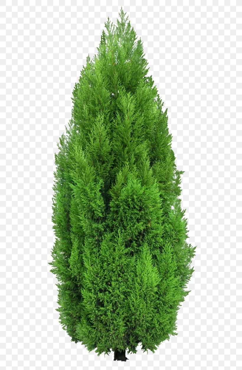 Tree Mediterranean Cypress Hedge Clip Art, PNG, 550x1252px, Mediterranean Cypress, Biome, Conifer, Conifers, Cupressus Download Free