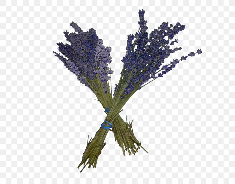 English Lavender French Lavender Twig Plant Stem, PNG, 640x640px, English Lavender, Flower, French Lavender, Herb, Lavender Download Free