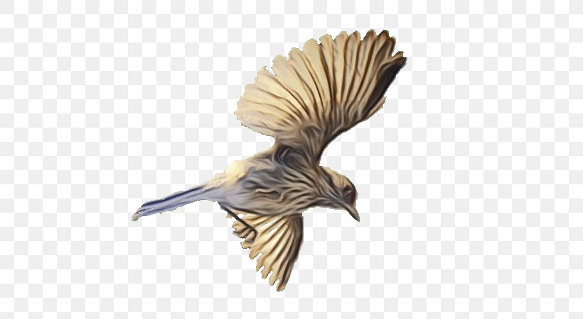 Bird Wing Beak Chickadee Songbird, PNG, 600x450px, Watercolor, Beak, Bird, Chickadee, Cuckoo Download Free