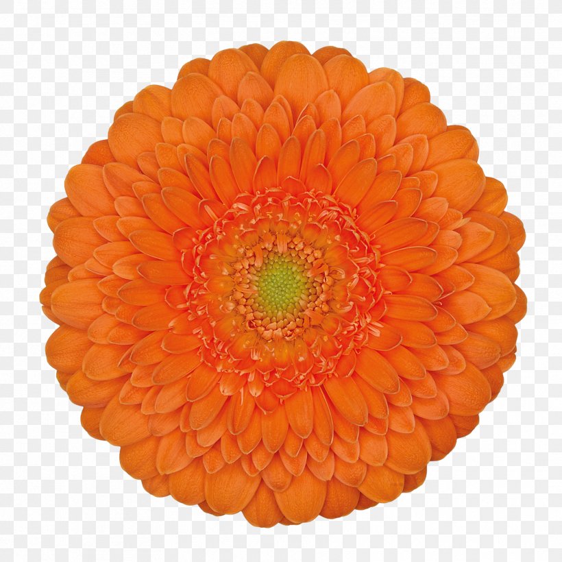 Flower Orange Hoffmeister Schnittblumen GbR Clip Art, PNG, 1772x1772px, Flower, Cut Flowers, Daisy Family, Flowering Plant, Gerbera Download Free