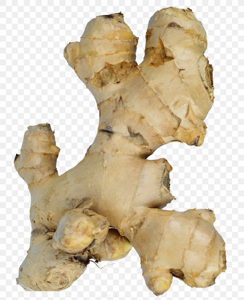 Galangal Ginger Vegetable Import Food, PNG, 832x1024px, Galangal, Chinese Herbology, Export, Food, Ginger Download Free