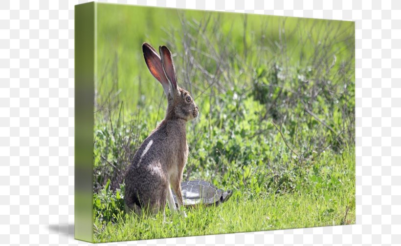 Hare Photography Canvas Print Domestic Rabbit Magenta, PNG, 650x504px, Hare, Art, Canvas, Canvas Print, Cyan Download Free