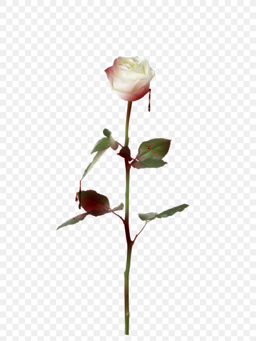 Stock Photography Rose Royalty-free Fotosearch, PNG, 730x1095px, Stock Photography, Artificial Flower, Branch, Bud, Cut Flowers Download Free