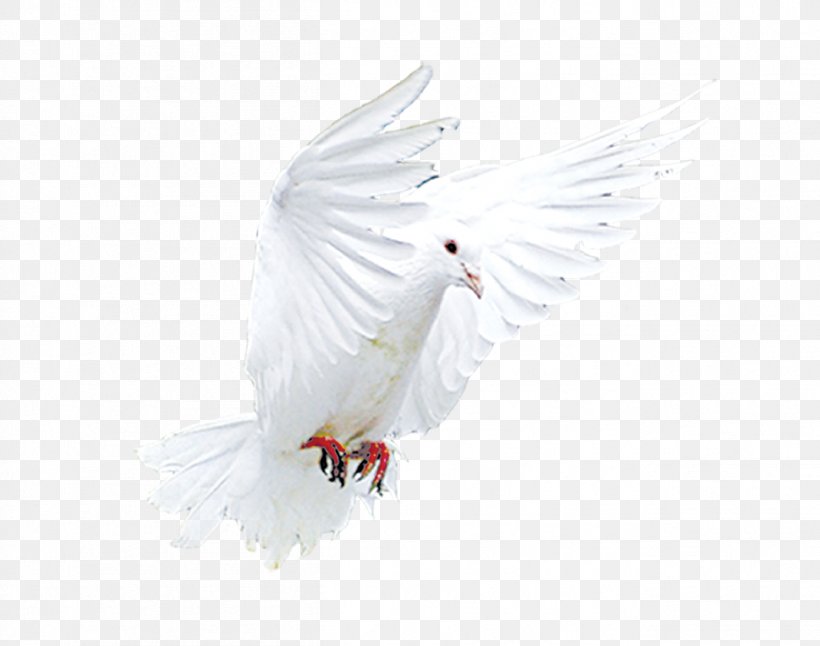Wing Beak Feather, PNG, 1303x1027px, Wing, Beak, Bird, Feather Download Free