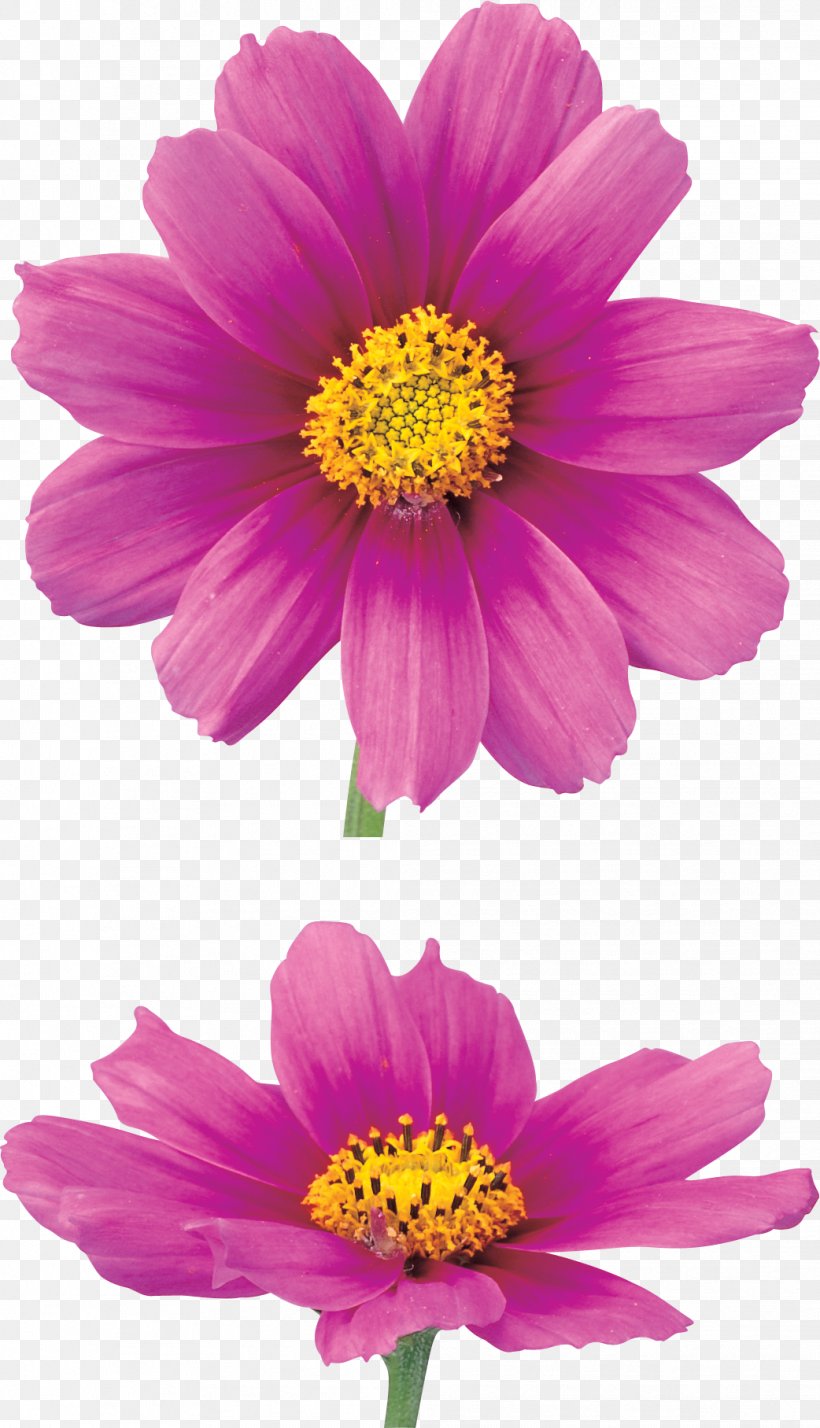 Chrysanthemum Flower Information, PNG, 1042x1815px, Chrysanthemum, Annual Plant, Aster, Chrysanths, Cosmos Download Free