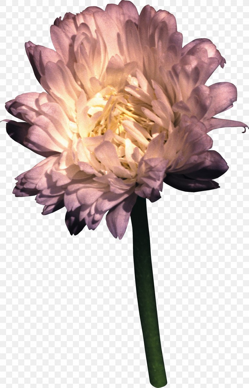Cut Flowers Petal, PNG, 2223x3456px, Flower, Cut Flowers, Flowering Plant, Image File Formats, Lilac Download Free
