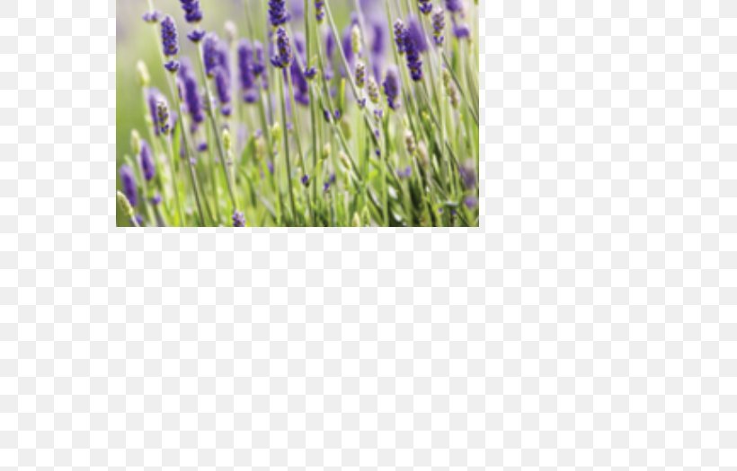 English Lavender Flower Paper Mural Canvas Print, PNG, 590x525px, English Lavender, Blue, Canvas, Canvas Print, Floral Design Download Free