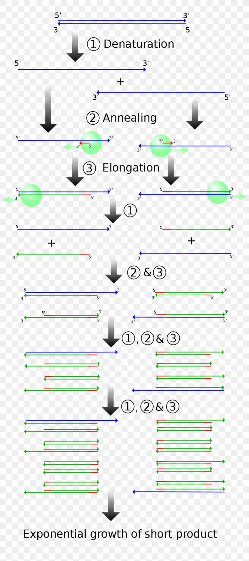 Real-time Polymerase Chain Reaction DNA Molecular Cloning Gene, PNG, 1000x2250px, Polymerase Chain Reaction, Amplifikacija, Area, Biotechnology, Cloning Download Free