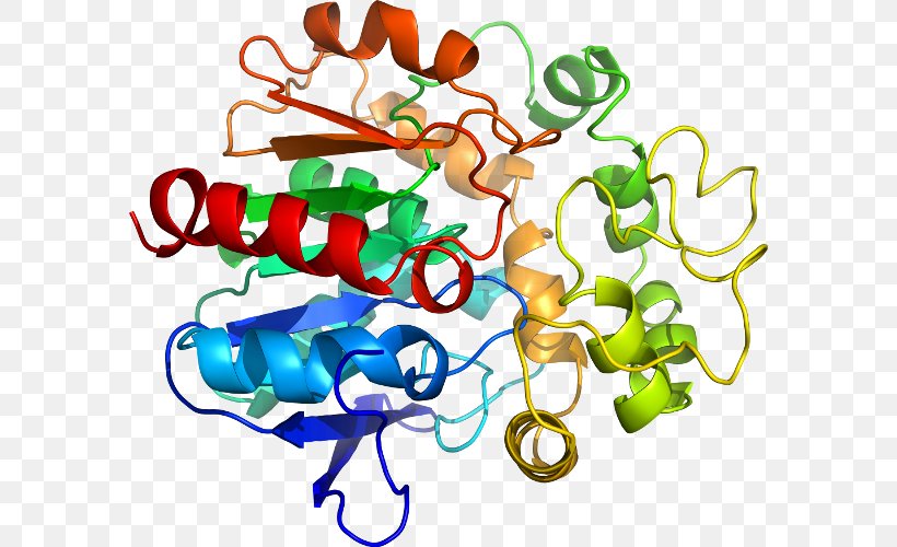 SPINK1 Trypsin Homology Modeling Protein Pancreas, PNG, 584x500px, Trypsin, Area, Artwork, Biochemistry, Body Jewelry Download Free