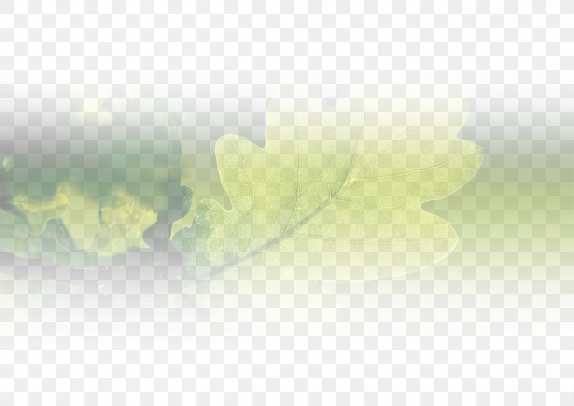 Desktop Wallpaper Computer Sunlight Leaf Close-up, PNG, 1200x850px, Computer, Closeup, Leaf, Petal, Sky Download Free