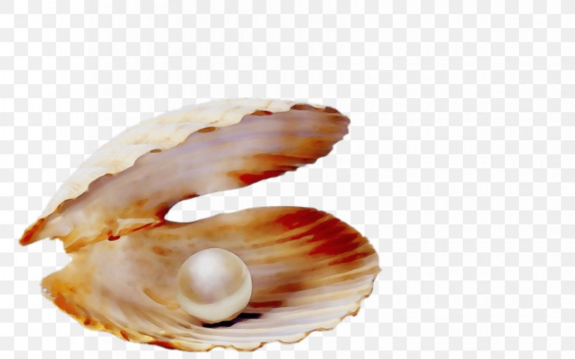 Shell Bivalve Clam Cockle Oyster, PNG, 1680x1050px, Watercolor, Bivalve, Clam, Cockle, Conch Download Free