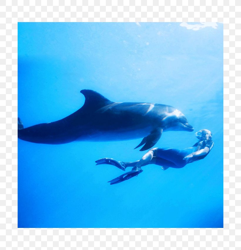 Spinner Dolphin Common Bottlenose Dolphin Rough-toothed Dolphin Short-beaked Common Dolphin Striped Dolphin, PNG, 700x850px, Spinner Dolphin, Aqua, Bottlenose Dolphin, Cetacea, Common Bottlenose Dolphin Download Free