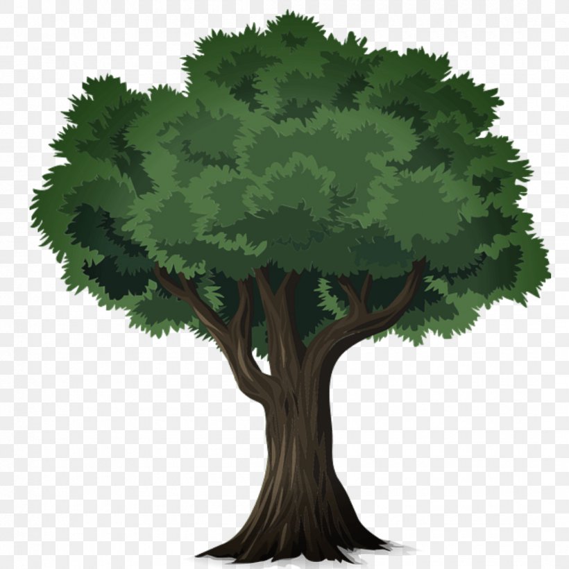 Tree Deciduous Desktop Wallpaper Forest Clip Art, PNG, 1080x1080px, Tree, Arborist, Branch, Deciduous, Forest Download Free