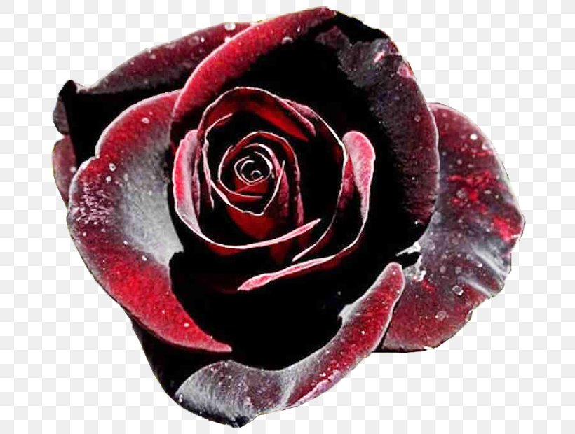 Black Rose Black Baccara Garden Roses, PNG, 700x620px, Rose, Baccara, Black Baccara, Black Magic, Black Rose Download Free