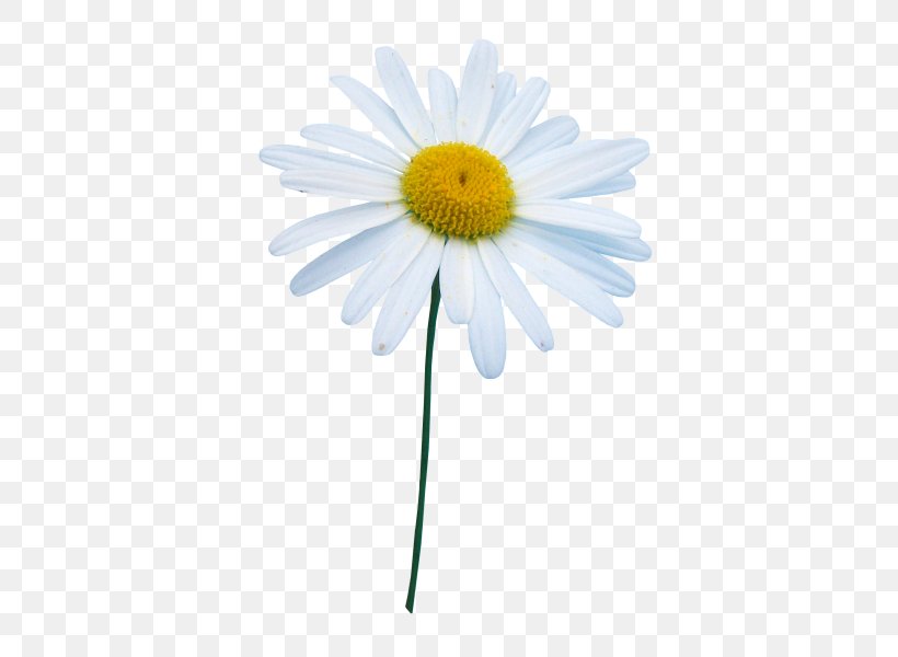 Common Daisy Oxeye Daisy Marguerite Daisy Chrysanthemum Roman Chamomile, PNG, 490x600px, Common Daisy, Aster, Chamaemelum Nobile, Chamomiles, Chrysanthemum Download Free