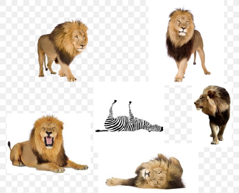 East African Lion Terrestrial Animal Fauna Fur, PNG, 771x661px, East African Lion, Animal, Big Cats, Carnivoran, Cat Like Mammal Download Free