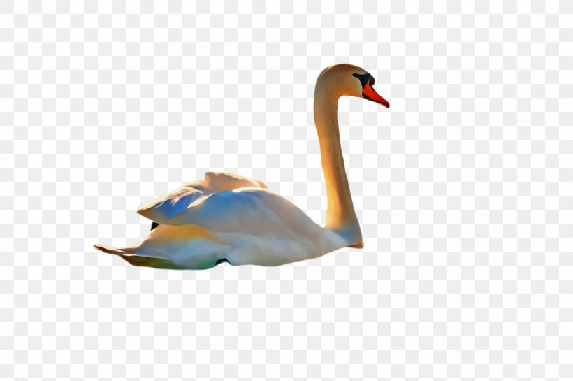 Feather, PNG, 2452x1632px, Swan, Beak, Bird, Duck, Ducks Geese And Swans Download Free