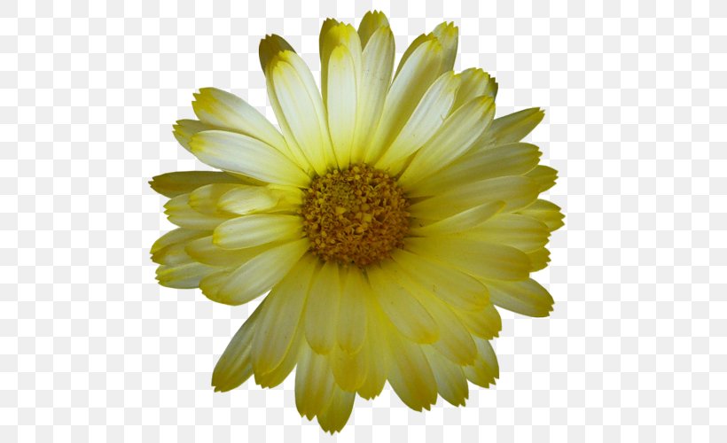 Flower German Chamomile Glebionis Coronaria Clip Art, PNG, 500x500px, Flower, Annual Plant, Aster, Blanket Flowers, Calendula Download Free