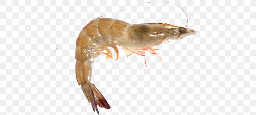 Shrimp Farming Caridea Seafood Chinese White Shrimp, PNG, 1200x539px, Shrimp, Aquaculture, Caridea, Chinese White Shrimp, Decapoda Download Free