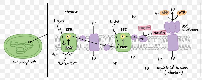 Light-dependent Reactions Photosynthesis Biology Light-independent Reactions, PNG, 2156x862px, Light, Absorption, Area, Art, Biological Pigment Download Free