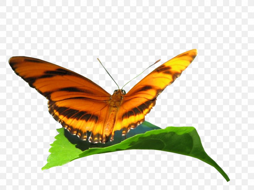 Monarch Butterfly Gossamer-winged Butterflies Brush-footed Butterflies Butterflies And Moths, PNG, 1024x768px, Monarch Butterfly, Arthropod, Brush Footed Butterfly, Brushfooted Butterflies, Butterflies And Moths Download Free