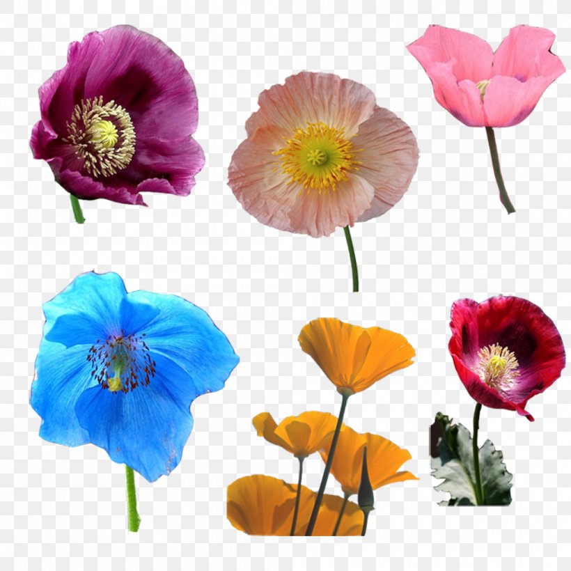 Opium Poppy Cut Flowers, PNG, 1000x1000px, Poppy, Annual Plant, Artificial Flower, Cut Flowers, Flower Download Free