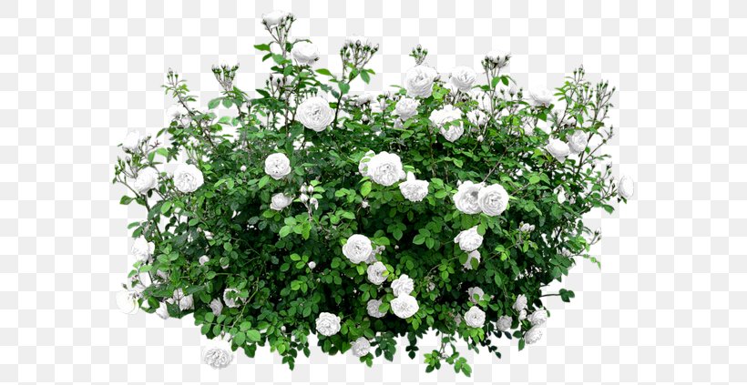 Shrub Flower Rose Tree, PNG, 600x423px, Shrub, Annual Plant, Bellflower Family, Bellflowers, Flower Download Free