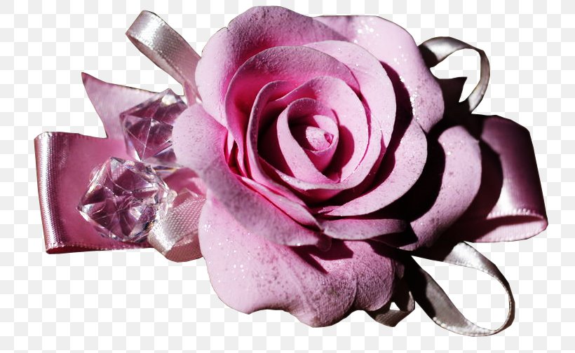 Garden Roses Centifolia Roses Pink Cut Flowers, PNG, 767x504px, Garden Roses, Centifolia Roses, Color, Cut Flowers, Floral Design Download Free