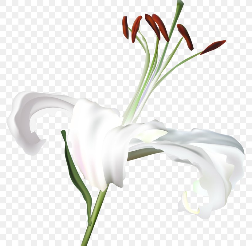 Lilium White Flower, PNG, 784x800px, Lilium, Bud, Color, Cut Flowers, Flower Download Free