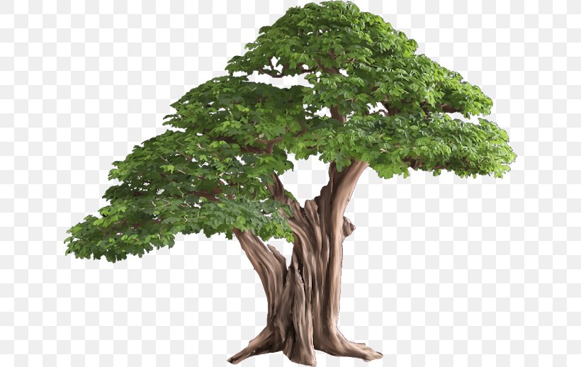 Clip Art Tree Image Vector Graphics, PNG, 640x518px, Tree, Bonsai, Botany, Californian White Oak, Flower Download Free