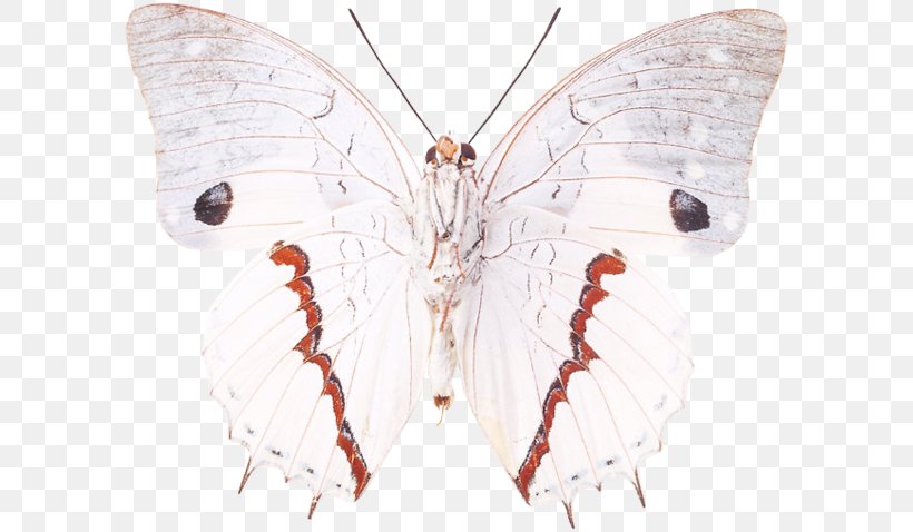 Silkworm Brush-footed Butterflies Butterfly Moth Symmetry, PNG, 600x478px, Silkworm, Arthropod, Bombycidae, Brush Footed Butterfly, Brushfooted Butterflies Download Free