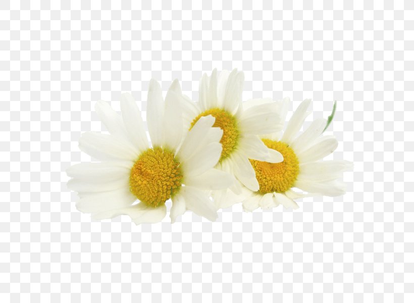 Tea Roman Chamomile Extract Oil, PNG, 600x600px, Tea, Absolute, Aster, Chamaemelum Nobile, Chamomile Download Free